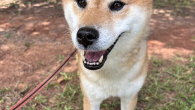 tift county animal shelter