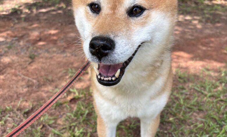 tift county animal shelter